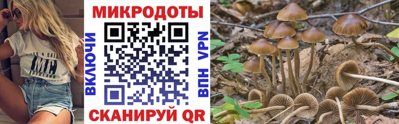 Галлюциногенные грибы Psilocybe  Гаврилов Посад 